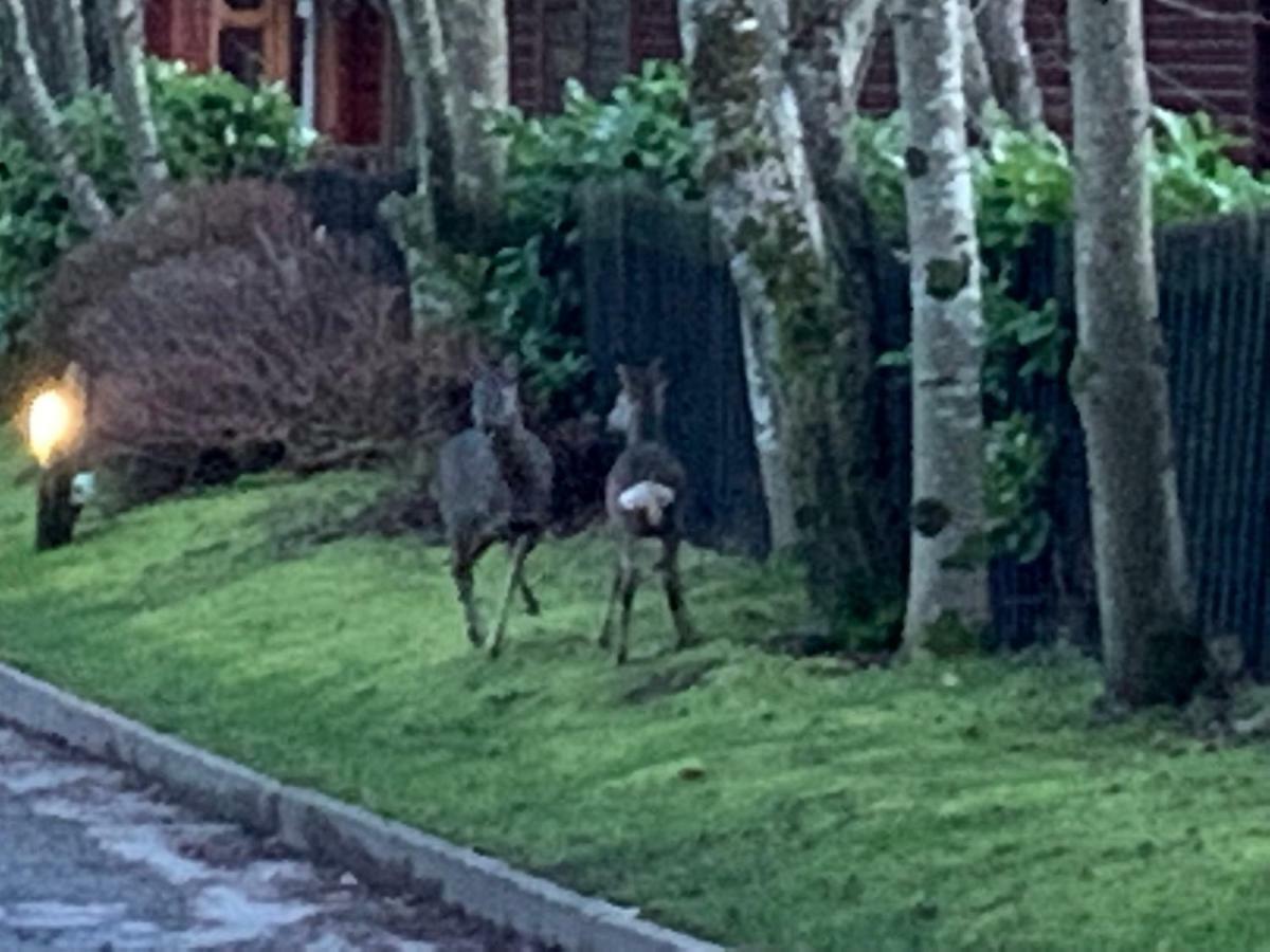 Tiggywinkle Beck Lodge Windermere Εξωτερικό φωτογραφία